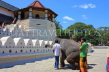 SRI LANKA, Kandy, Temple of the Tooth (Dalada Maligawa), and elephant trained to kneel before temple, SLK2904JPL