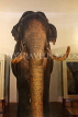 SRI LANKA, Kandy, Temple of the Tooth (Dalada Maligawa), famous Raja elephant (stuffed), SLK2895JPL