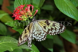 SRI LANKA, Kandy, Tree Nymph Butterfly, SLK2259JPL