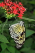 SRI LANKA, Kandy, Tree Nymph Butterfly, SLK2260JPL