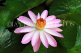 SRI LANKA, Kandy, Water Lily, SLK3918JPL