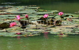 SRI LANKA, Kandy, lakeside, Water Lilies, SLK3808JPL