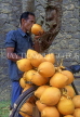 SRI LANKA, Kandy, man drinking Thambili (King Coconut Water), coconuts on bicycle, SLK151JPL