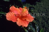 SRI LANKA, Kandy, red Hibiscus flower, SLK1748JPL