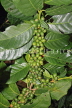 SRI LANKA, Kandy area, Coffee Tree, beans on branch, SLK4539JPL