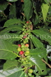 SRI LANKA, Kandy area, Coffee Tree, beans on branch, SLK4542JPL