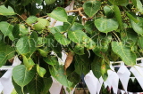 SRI LANKA, Kandy area, Degaldoruwa Cave Temple, Bo tree, leaves, SLK5786JPL
