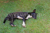 SRI LANKA, Kandy area, dog taking an afternoon nap, SLK4543JPL