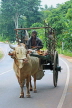 SRI LANKA, Kandy area, ox drawn cart, rural scene, SLK2577JPL