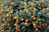 SRI LANKA, Kandy area, wild flowers, Lantana flowers, SLK4548JPL