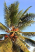 SRI LANKA, King Coconut tree, SLK4516JPL