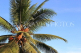 SRI LANKA, King Coconut tree, SLK4517JPL