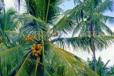SRI LANKA, Kurunegala, King Coconut trees (Thambili), SLK2067JPL