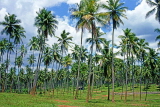 SRI LANKA, Kurunegala, coconut plantation, SLK1894JPL
