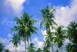 SRI LANKA, Kurunegala, coconut plantation, SLK2141JPL