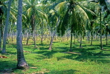 SRI LANKA, Kurunegala, coconut plantation, SLK2142JPL