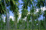 SRI LANKA, Kurunegala, coconut plantation, SLK214JPL
