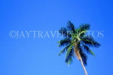 SRI LANKA, Kurunegala, coconut tree against blue sky, SLK1898JPL