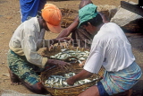 SRI LANKA, Negombo, fishermen arranging fish into baskets, SLK1712JPL