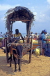 SRI LANKA, Negombo, fishing village, bullock cart (for transporting fish), SLK1720JPL