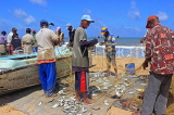 SRI LANKA, Negombo, fishing village, fishermen sorting the catch from their nets, SLK5987JPL
