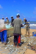 SRI LANKA, Negombo, fishing village, fishermen sorting the catch from their nets, SLK5988JPL