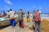 SRI LANKA, Negombo, fishing village, fishermen sorting the catch from their nets, SLK5989JPL