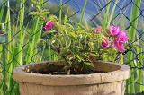 SRI LANKA, Nuwara Eliya, Bougainvillea flower plant in pot, SLK4536JPL