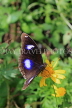 SRI LANKA, Nuwara Eliya, Great Eggfly Butterfly, SLK4534JPL