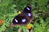 SRI LANKA, Nuwara Eliya, Great Eggfly Butterfly, SLK4535JPL