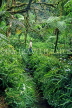 SRI LANKA, Nuwara Eliya, Hakgala Botanical Gardens, Fern Garden, SLK2069JPL