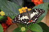 SRI LANKA, Nuwara Eliya, Lime (Lemon) Butterfly, on Lantana flowers, SLK4511JPL