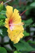 SRI LANKA, Nuwara Eliya, Three Spot Grass Butterfly, on Hibiscus flower, SLK4527JPL