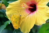 SRI LANKA, Nuwara Eliya, Three Spot Grass Butterfly, on Hibiscus flower, SLK4528JPL