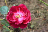 SRI LANKA, Nuwara Eliya, Victoria Park, Rose Garden, deep red Rose, SLK4327JPL