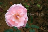 SRI LANKA, Nuwara Eliya, Victoria Park, Rose Garden, pink Rose, SLK4329JPL