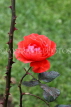 SRI LANKA, Nuwara Eliya, Victoria Park, Rose Garden, red Rose, SLK4326JPL