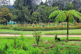 SRI LANKA, Nuwara Eliya, Victoria Park, SLK4316JPL