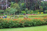 SRI LANKA, Nuwara Eliya, Victoria Park, SLK4319JPL