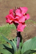 SRI LANKA, Nuwara Eliya, Victoria Park, deep pink Canna flowers, SLK4305PL