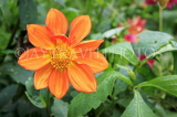 SRI LANKA, Nuwara Eliya, Victoria Park, orange Dahlia flower, SLK4330JPL