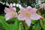 SRI LANKA, Nuwara Eliya, Victoria Park, pink Lilies, SLK4313JPL