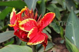 SRI LANKA, Nuwara Eliya, Victoria Park, red Canna flowers, SLK4318JPL