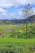SRI LANKA, Nuwara Eliya, mountain scenery and Tea Plantations (estates), SLK4370JPL