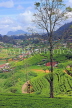 SRI LANKA, Nuwara Eliya, mountain scenery and Tea Plantations (estates), SLK4372JPL