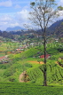SRI LANKA, Nuwara Eliya, mountain scenery and Tea Plantations (estates), SLK4372JPL