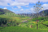 SRI LANKA, Nuwara Eliya, mountain scenery and Tea Plantations (estates), SLK4373JPL