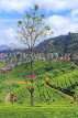 SRI LANKA, Nuwara Eliya, mountain scenery and Tea Plantations (estates), SLK4374JPL