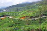 SRI LANKA, Nuwara Eliya, road winding through Tea Plantations (estates), SLK4367JPL