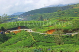 SRI LANKA, Nuwara Eliya, road winding through Tea Plantations (estates), SLK4368JPL